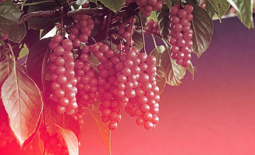 Schisandra Chinensis